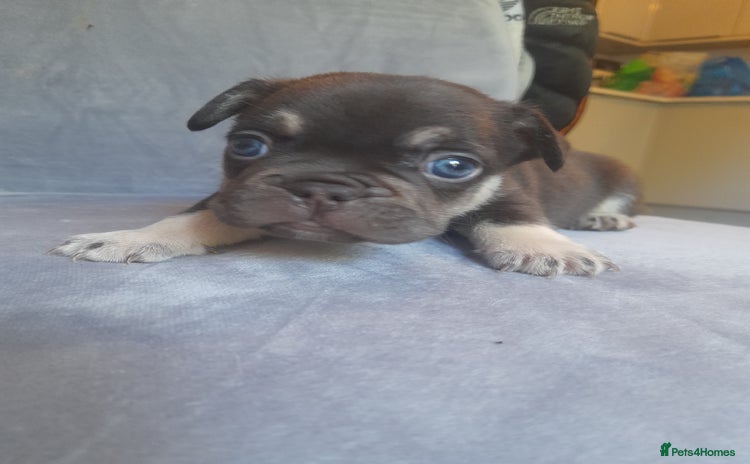 French Bulldog dogs - Advert 2