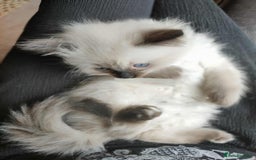 Ragdoll cats for sale: Beautiful Ragdoll kittens - Image 16