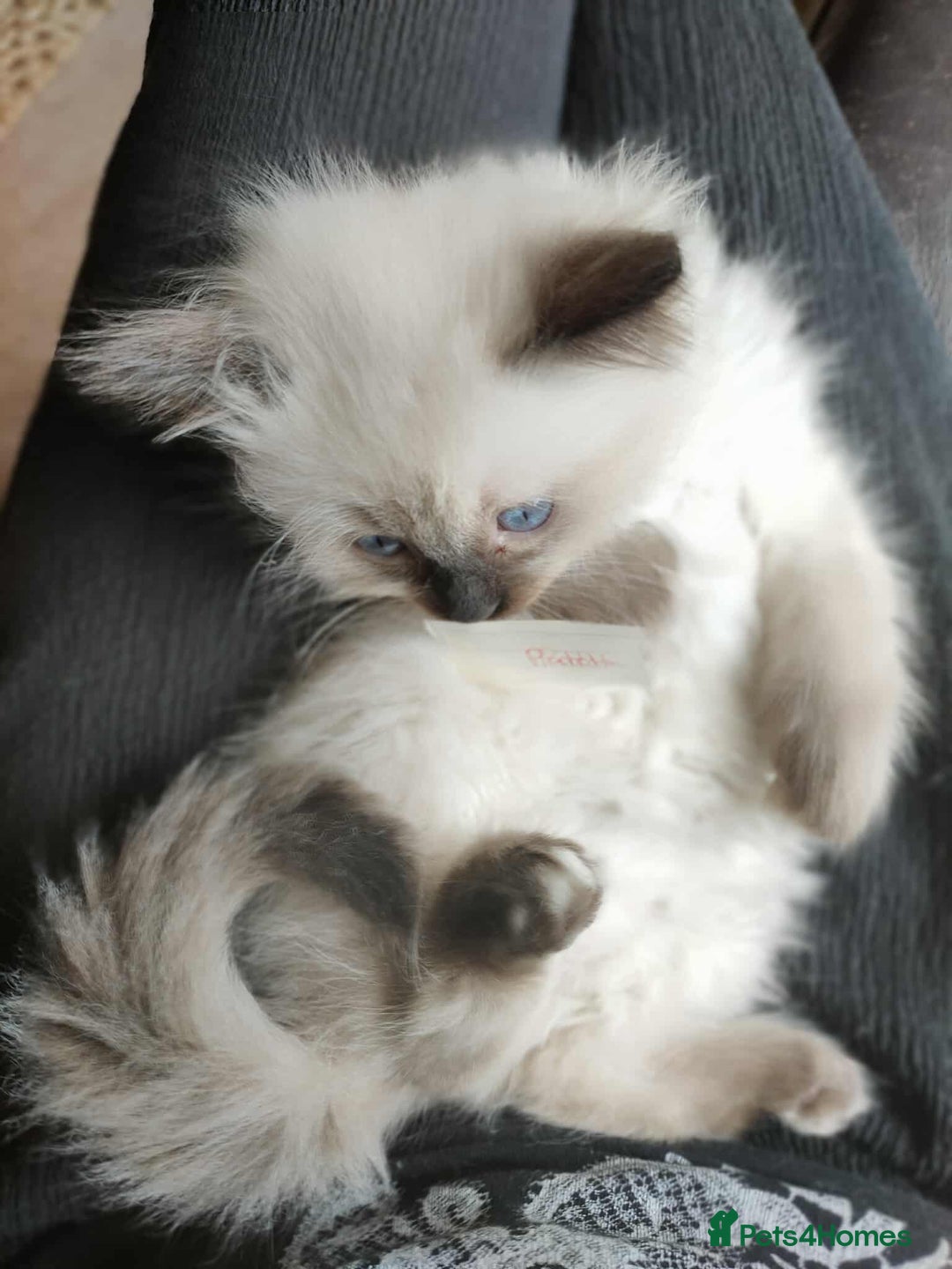 Ragdoll cats for sale: Beautiful Ragdoll kittens - Image 16