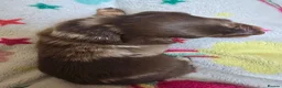 Miniature Dachshund dogs for sale: Adorable girl - Advert 7