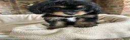 Cavapoo dogs for sale: Adorable Cavapoo puppies  - Advert 16