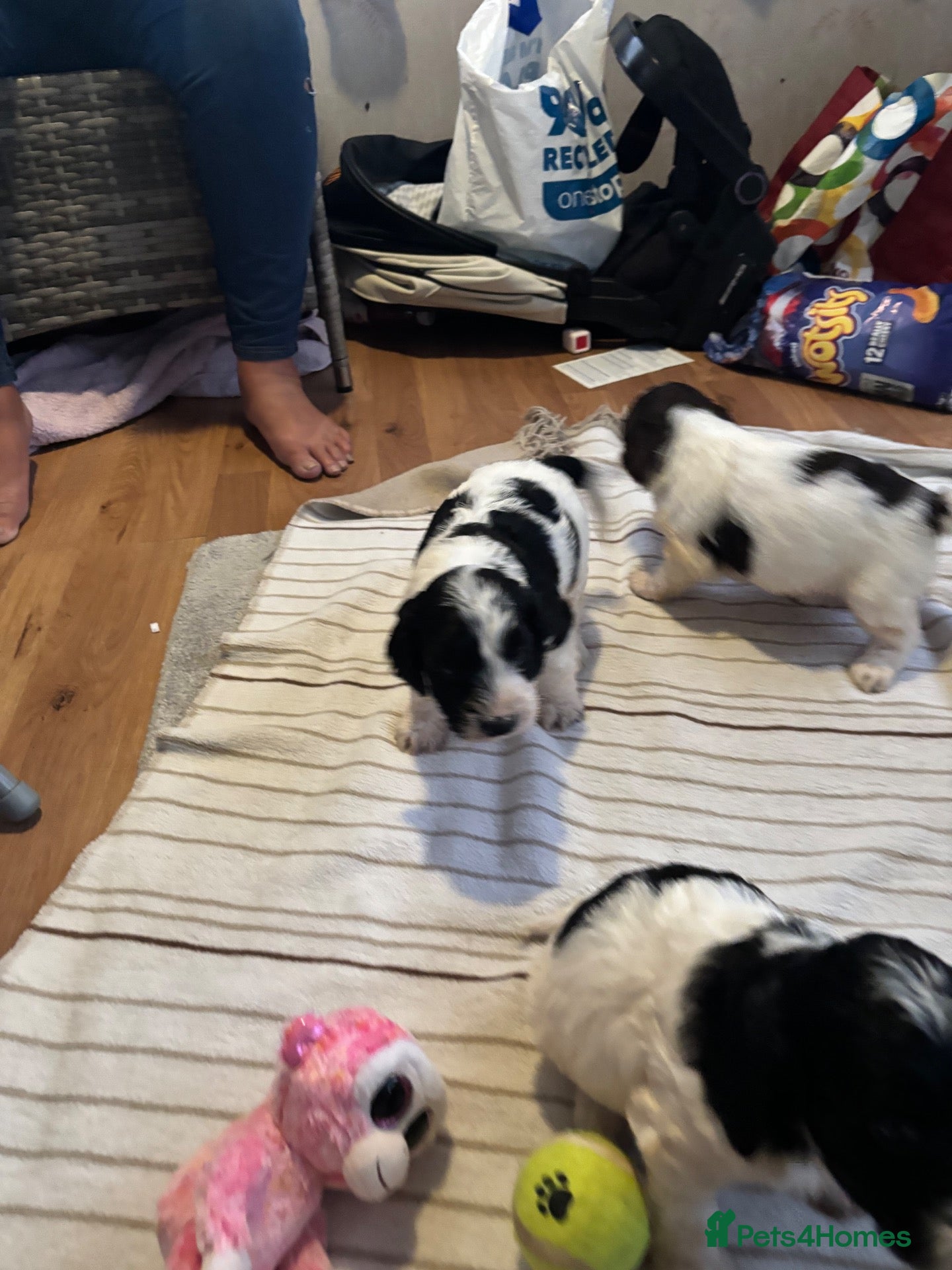 Cockapoo dogs Mini cockapoo health tested 3 available  - Advert 1