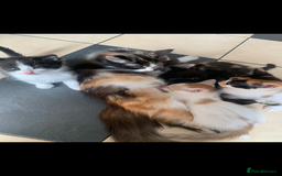 Mixed Breed cats for sale: 5 beautiful kittens ready for their forever home  - Image 3