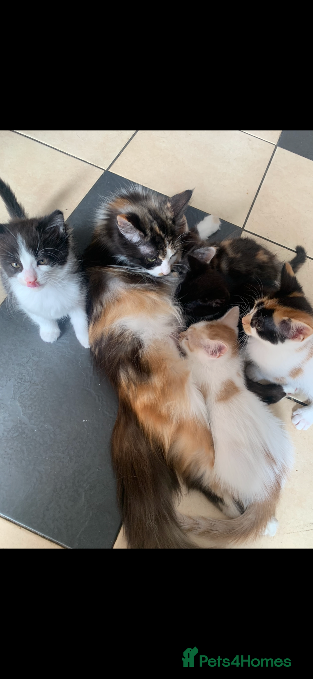 Mixed Breed cats for sale: 5 beautiful kittens ready for their forever home  - Image 3