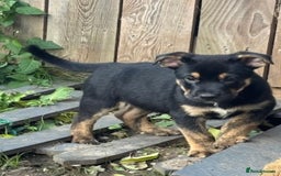 Mixed Breed dogs for sale: Ready now old Tyme English- British bulldogs  - Image 4