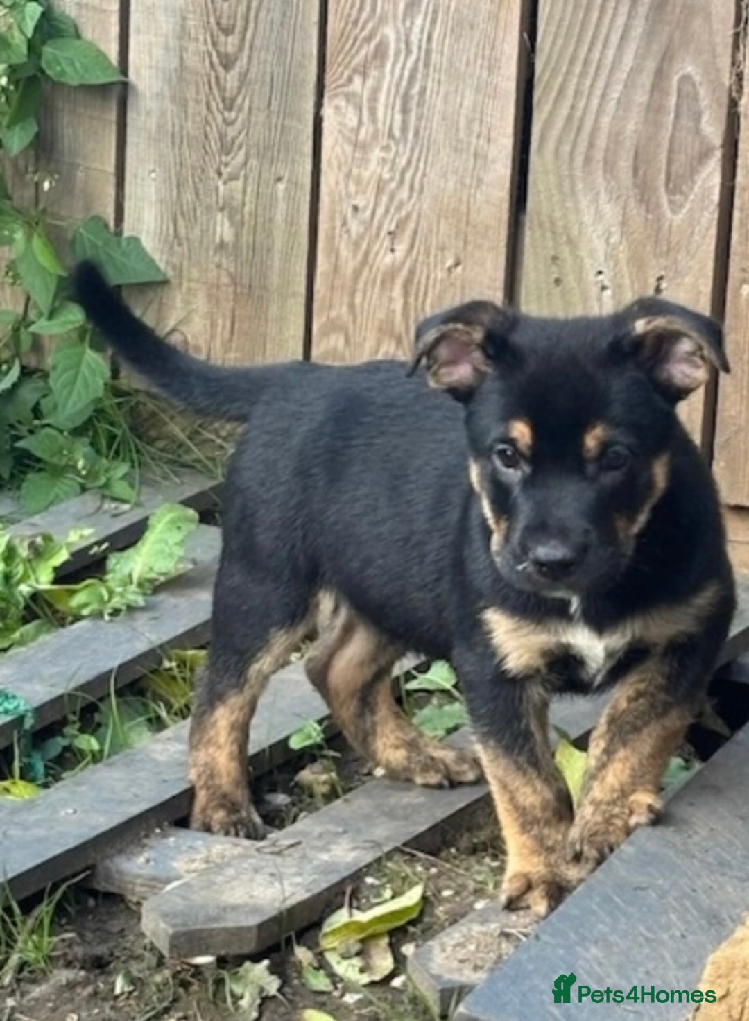 Mixed Breed dogs for sale: Ready now old Tyme English- British bulldogs  - Image 4