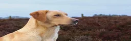 Labrador Retriever dogs for stud: OFTAW Carnochway Glamis  - Advert 9