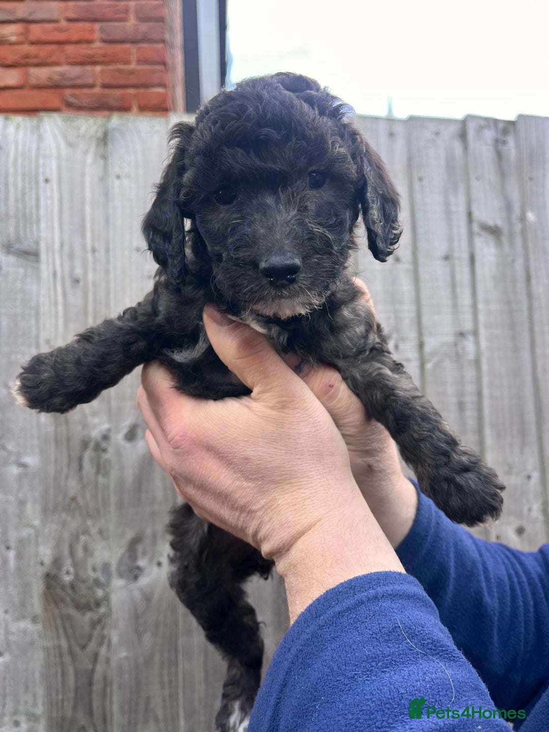 Australian Labradoodle dogs for sale: Home raised, DNA tested, Australian Labradoodles - Advert 28
