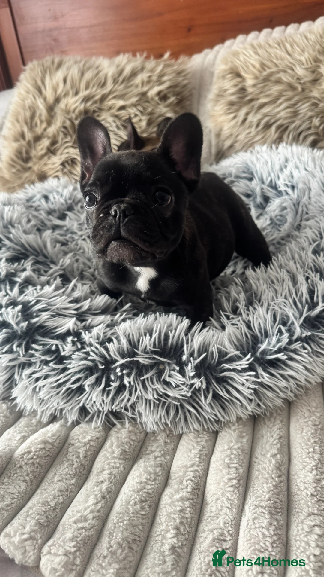 French Bulldog dogs for sale: 🏆KC French Bulldog Puppies🏆 - Advert 2