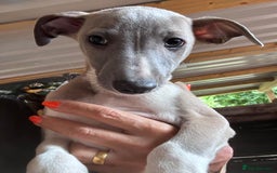 Whippet dogs for sale: Wonderful whippets 5* puppies  - Image 2