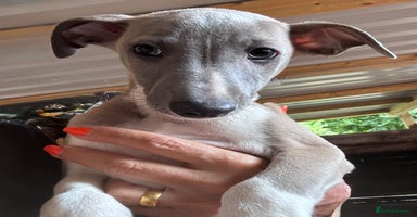 Whippet dogs - Advert 14