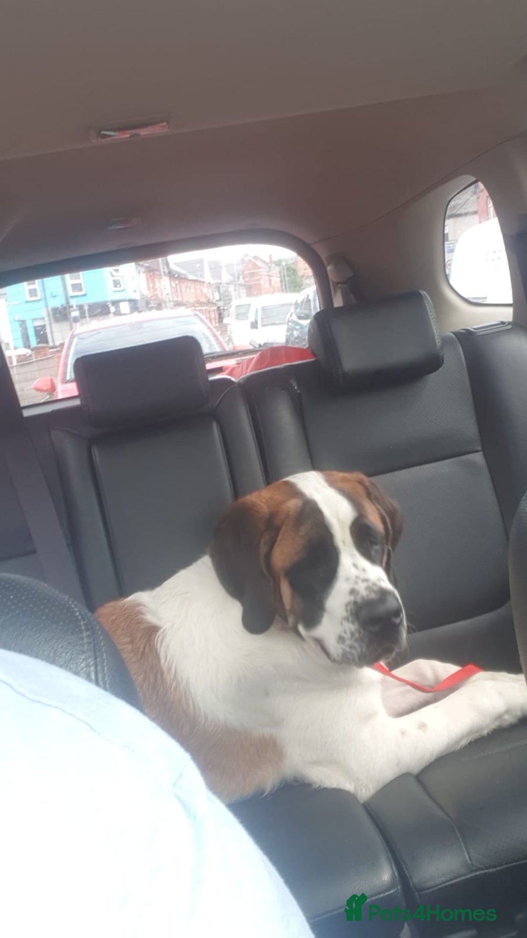 Saint Bernard dogs for sale: Saint Bernard  - Image 2