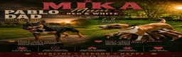 English Bull Terrier dogs for sale: Kc registered english bull terriers due 31st july  in Accrington - Advert 1