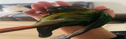 Conures birds for sale: Hnd reared tame conure indian ringnck and budgies  - Advert 13