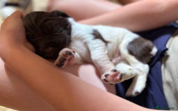 English Springer Spaniel dogs for sale: Springer spaniel puppies for sale  - Image 17
