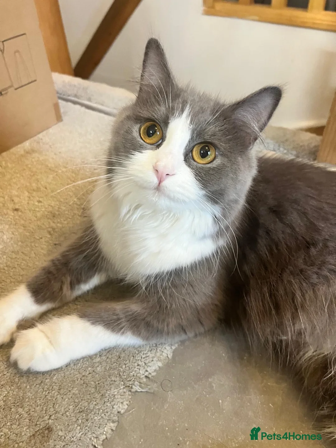 British Longhair cats for sale: beautiful British long hair cat - Advert 2