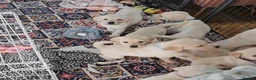 Labrador Retriever dogs for sale: Labrador puppies - Advert 3