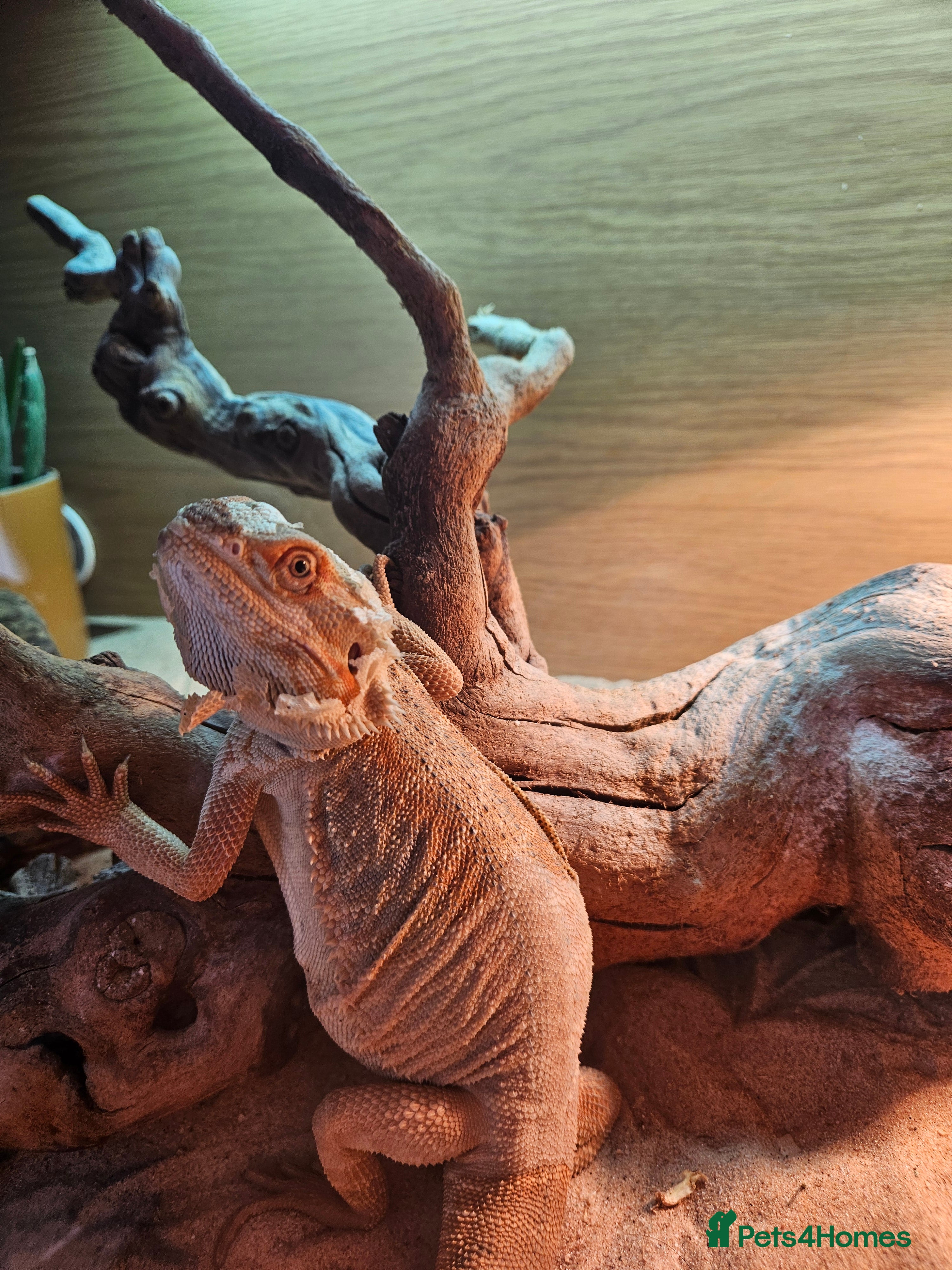 Bearded Dragon reptiles 8 month old leather back bearded dragon - Advert 1