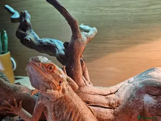 Bearded Dragon reptiles 8 month old leather back bearded dragon - Advert 1