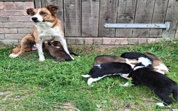 Border Collie dogs for sale: Two Beautiful Border Collie Puppies - Image 3