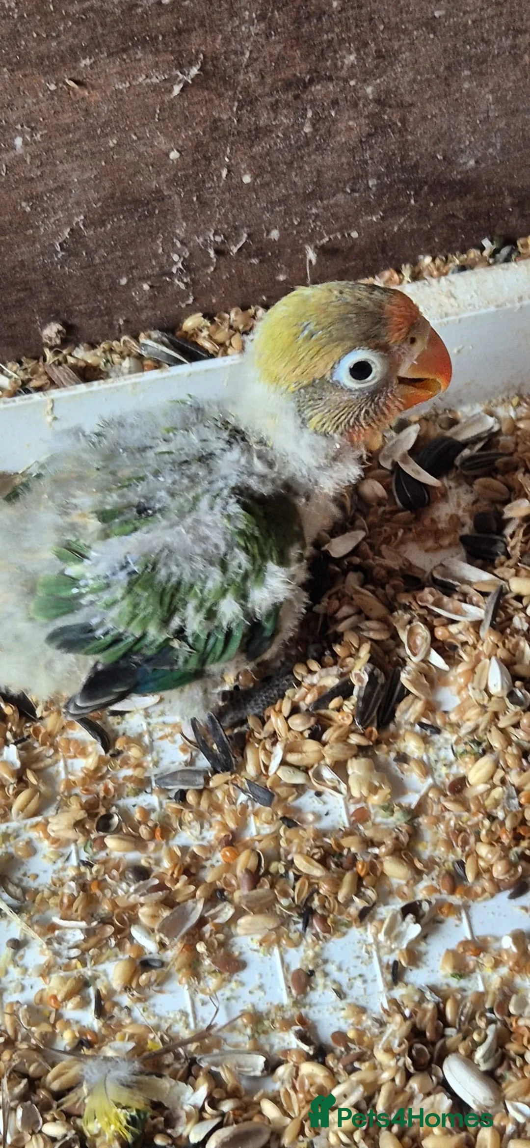 Lovebirds birds for sale: Baby lovebirds - Advert 2