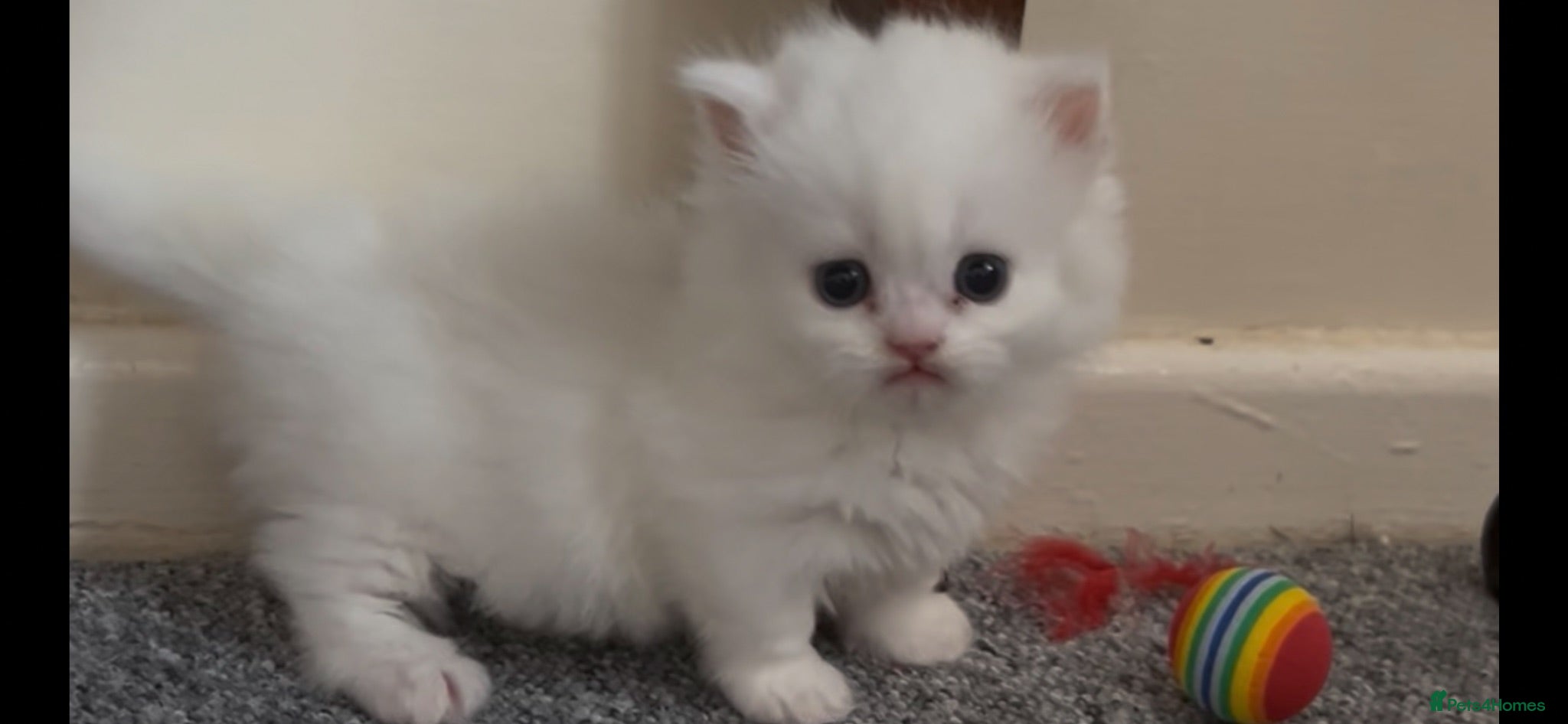 Munchkin cats Loving Friendly And Cute Fur Babies 🤗 - Advert 2