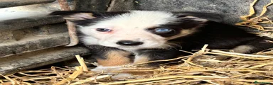 Border Collie Puppy 4