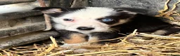 Border Collie dogs for sale: 4 beautiful border collie pups  - Advert 5