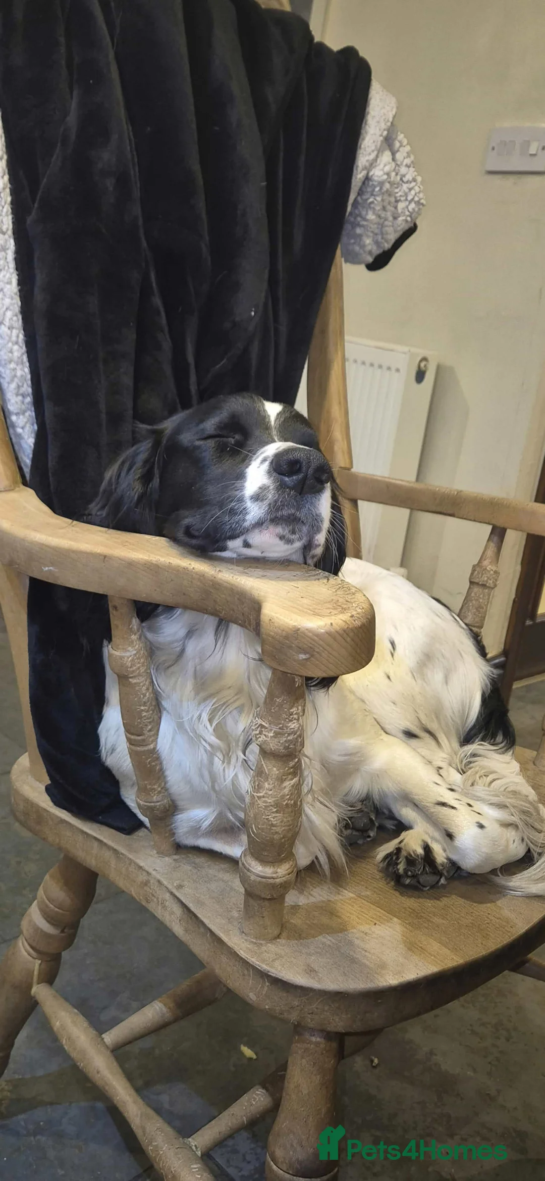 Sprocker dogs for sale: Beautiful F1 Working Line Sprocker Spaniel Puppies in Kendal - Advert 11
