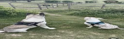 Akita dogs for sale: American Akita  in Littlehampton - Advert 3