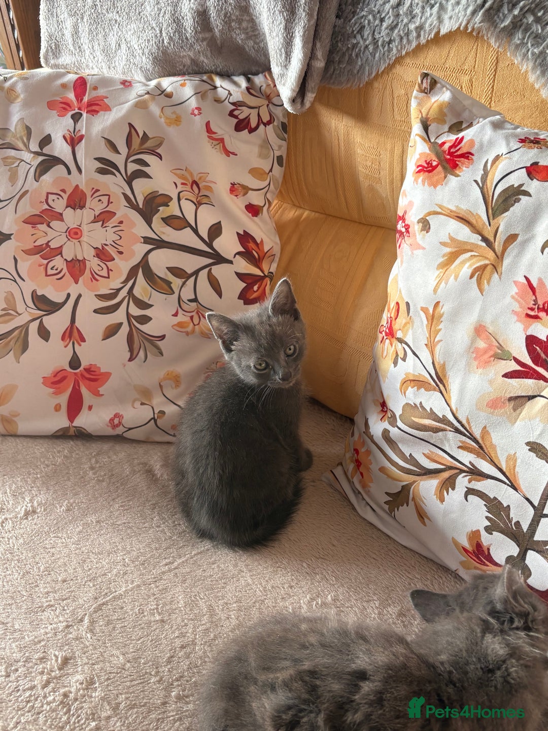 Mixed Breed cats for sale: Grey kittens for sale - Image 12