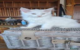 Norwegian Forest Cat cats for sale: Full Norwegian forest cat kittens - Image 10