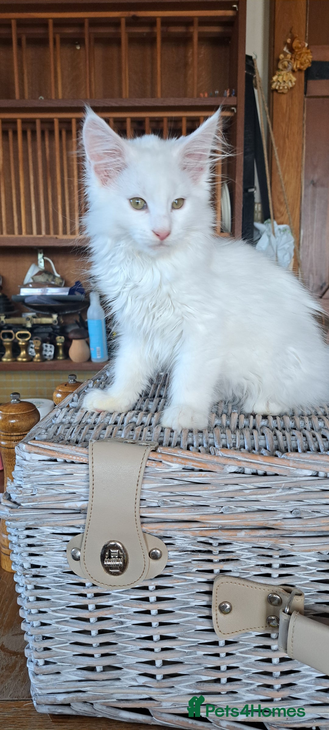 Norwegian Forest Cat cats for sale: Full Norwegian forest cat kittens - Image 10