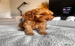 Cockapoo dogs for sale: Beautiful Cockapoo F2 puppies  - Image 22