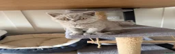 British Shorthair cats for sale: British short hair grey boy male 13 weeks old  - Advert 5