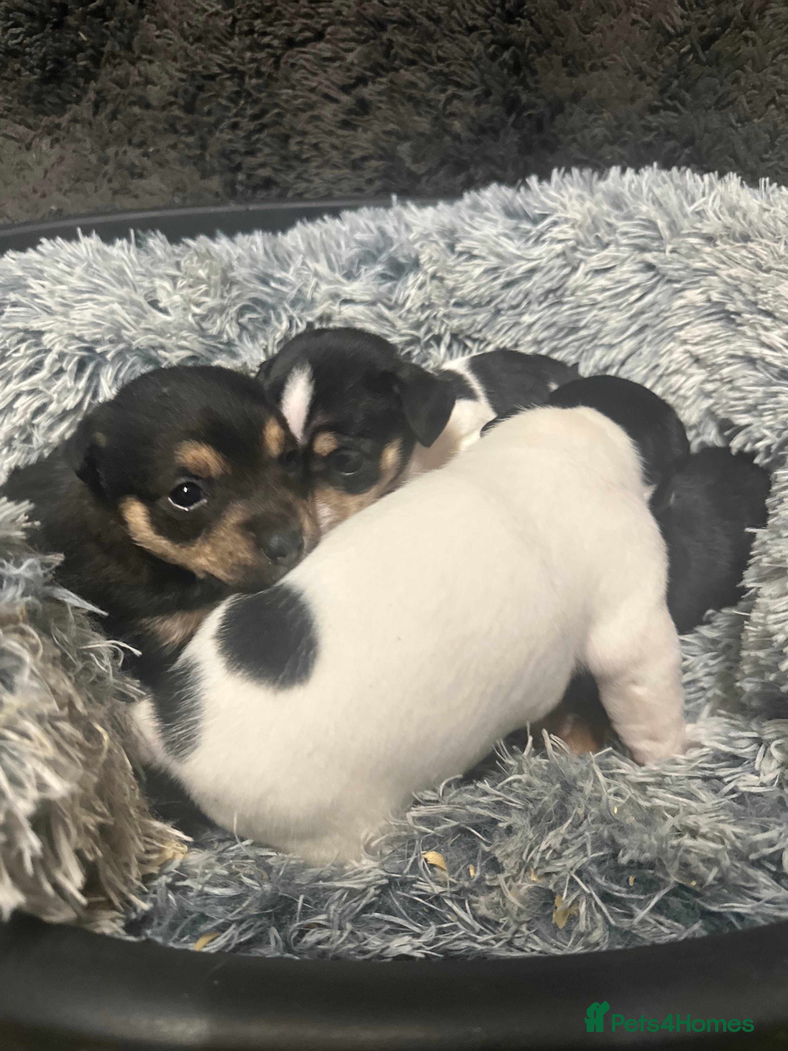 Jack Russell dogs Beautiful litter of miniature Jack Russell puppies - Advert 15