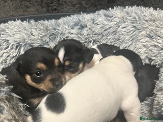 Jack Russell dogs Beautiful litter of miniature Jack Russell puppies - Advert 18