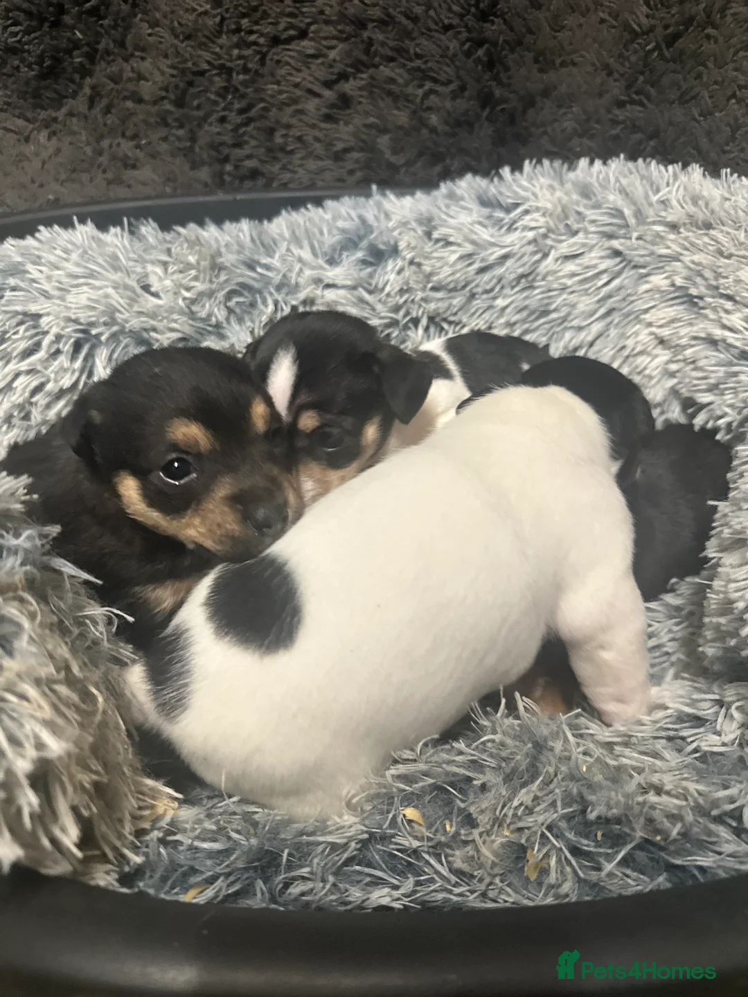 Jack Russell dogs for sale: Beautiful litter of miniature Jack Russell puppies - Advert 1