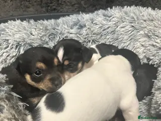 Jack Russell dogs Beautiful litter of miniature Jack Russell puppies - Advert 11