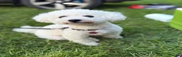 Bichon Frise dogs for sale: ☁️ Little Clouds Looking for Their Forever Home ☁️ - Advert 8