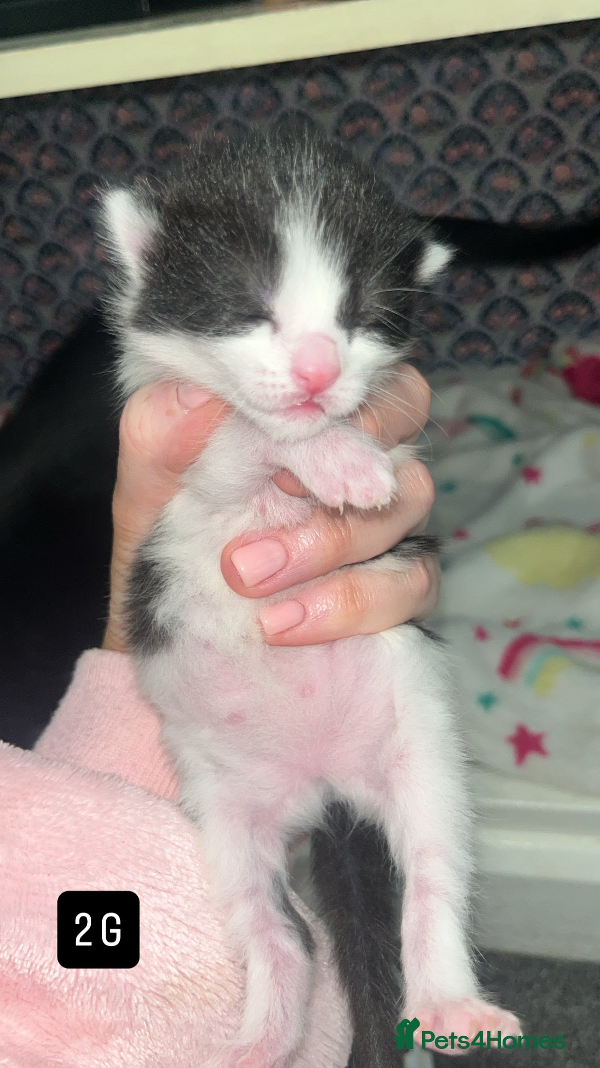 Mixed Breed cats for sale: Kittens for sale  - Advert 3