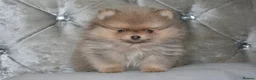 Pomeranian dogs for sale: Mini Pomeranian Puppy KC registered Milton Keynes - Advert 6