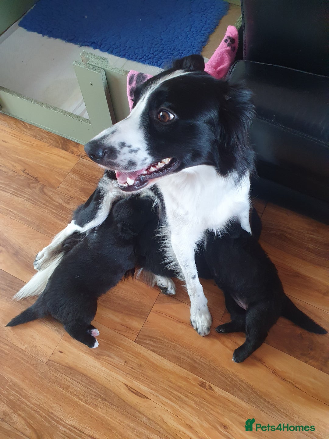 Mixed Breed dogs for sale: German Shepherd x collie - Image 16