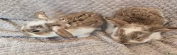 French Lop rabbits for sale: Blue Eye Pedigree French Lop - Advert 4