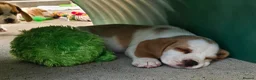 Beagle dogs for sale: Stunning KC Registered Beagle Pups- Ready 24.08.26 in Thirsk - Advert 23