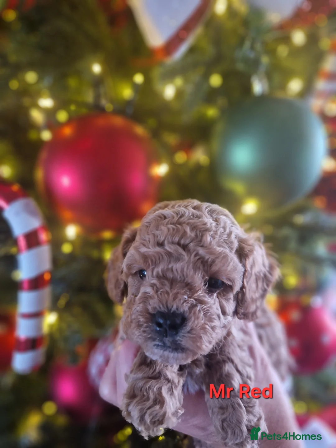 Cavapoo dogs for sale:  1 boy remaining. Health tested stunning cavapoos - Advert 33