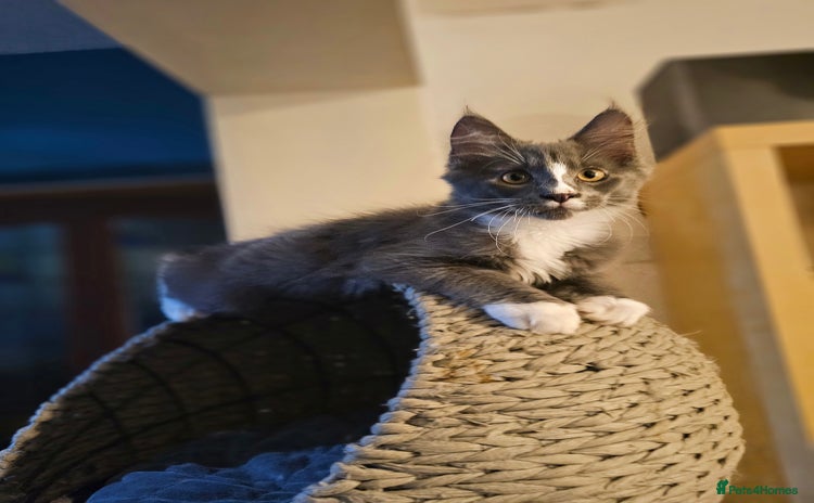 Maine Coon cats - Advert 3