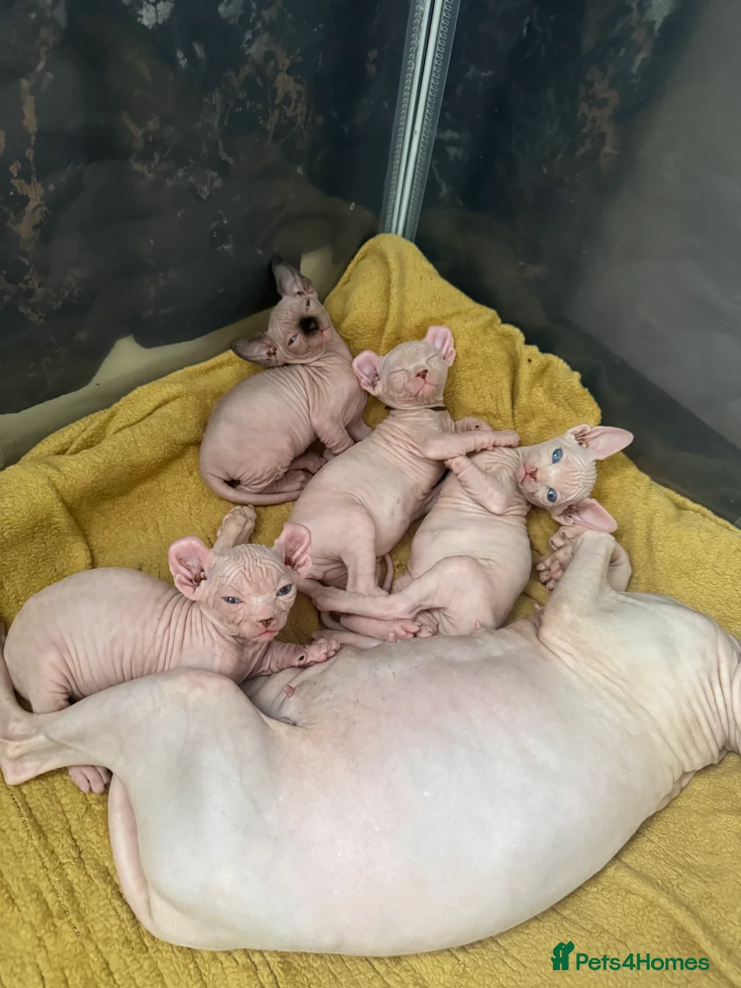 Sphynx cats for sale: Sphynx and Elf kittens🔥 - Advert 7