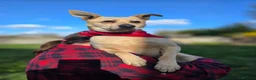 Mixed Breed dogs for adoption: ❤️🐶 STELLA – SMALL BODY, HUGE HEART, ENDLESS LOVE in Burton-on-Trent - Advert 13