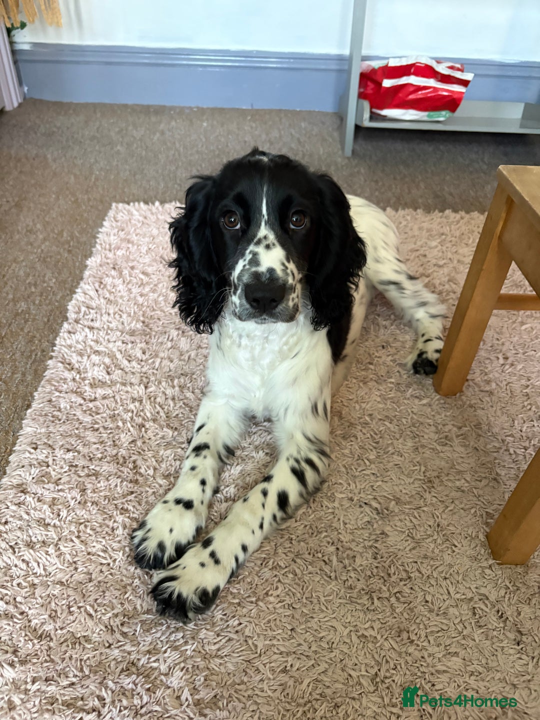 Cocker Spaniel dogs for sale: Working Cocker Spaniel  - Image 17
